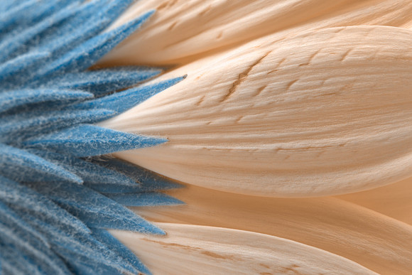 Winter Daisy Macro
