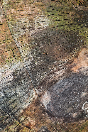 Vibrant Wood Cracks