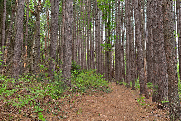 Cranesville Swamp Pine Trail