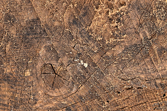 Cracked Grunge Wood