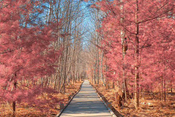 Jesup Boardwalk Trail - Tickle Me Pink