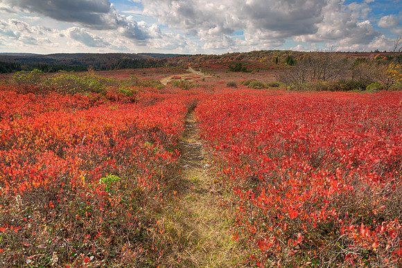 Autumn Huckleberry Trail