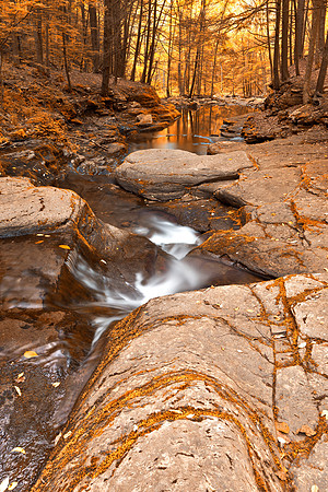 Worlds End Forest Stream - Gold Rapture