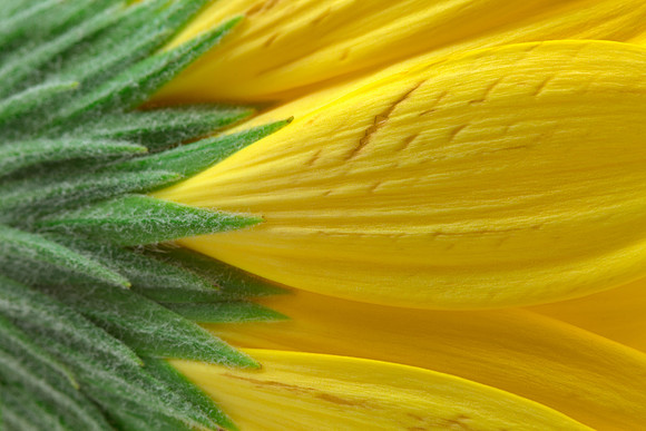 Yellow Daisy Macro