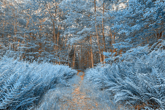 Winter Fern Trail