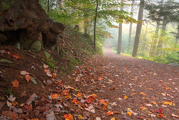 Misty Autumn Trail