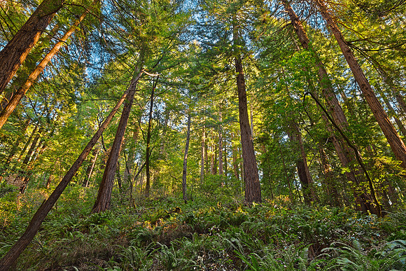 Muir Woods