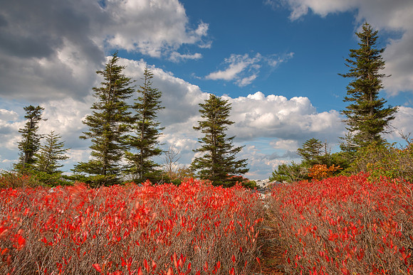 Autumn Huckleberry Wonderland