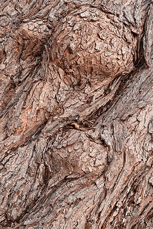 Wood Bark Texture
