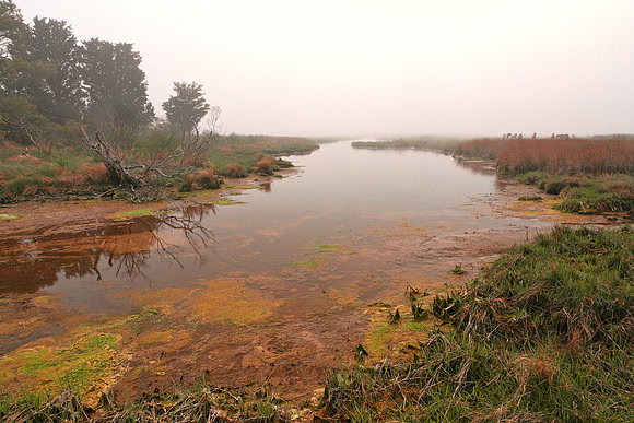 Misty Assateague Island Marsh