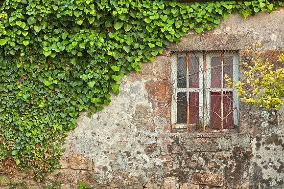 Ivy Wall