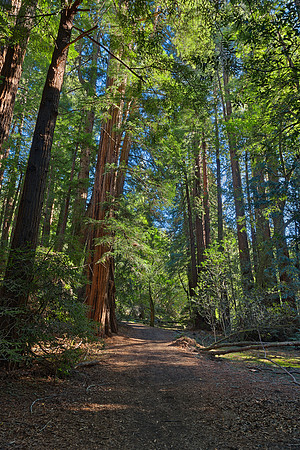 Muir Woods Trail
