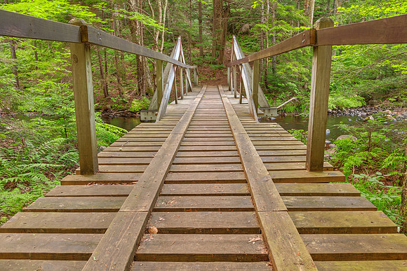 Forest Track Bridge