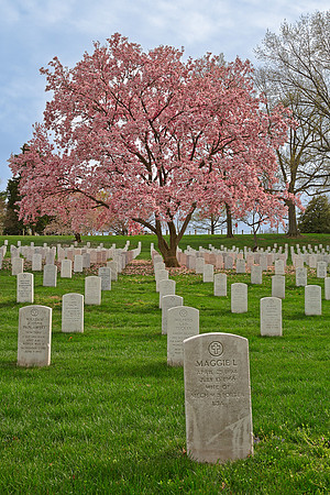 Cherry Blossom Cemetery