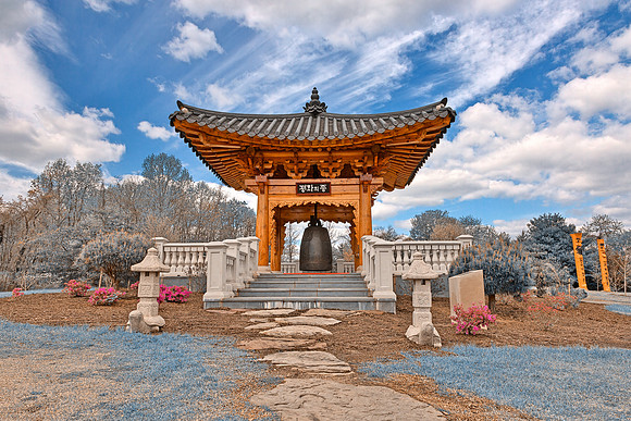 Korean Bell Garden - Winter Blue