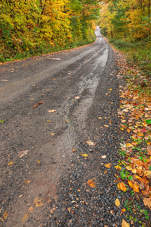 Serpent Forest Road