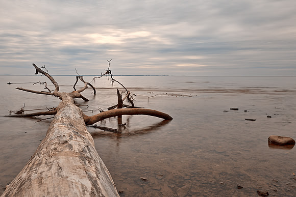 Dead Tree Bay