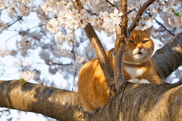 Ginger Cherry Blossom Cat