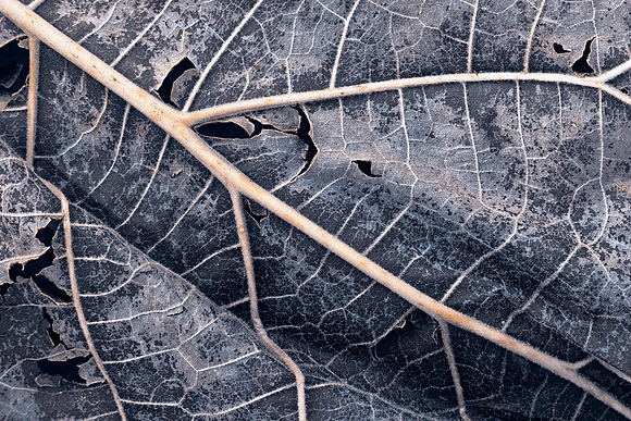 Organic Winter Decay