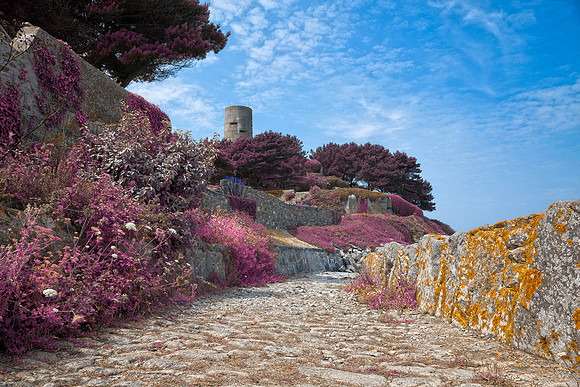 Once Upon a Guernsey Path - Lavender Fantasy