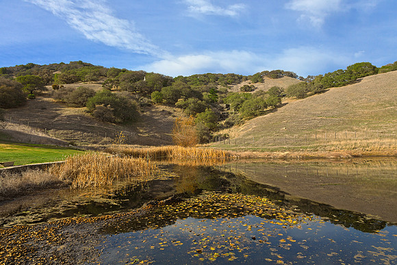 Sonoma Valley Pondscape