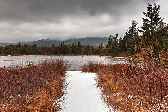 Winter Lily Pond