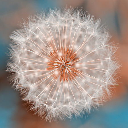 Dandelion Plasma