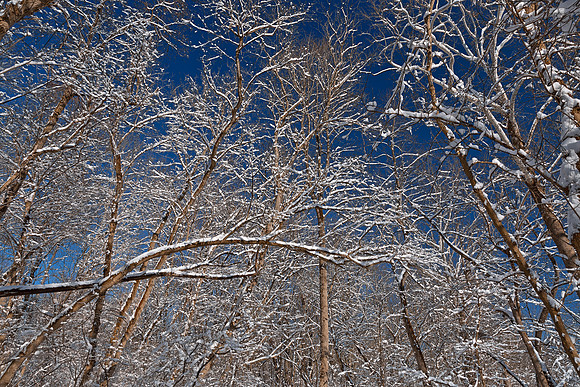 Susquehanna Winter Foliage