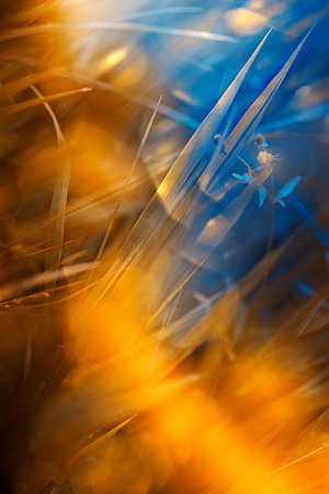 Organic Bokeh Blades