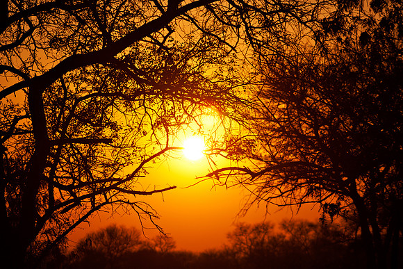 Forest Sunrise
