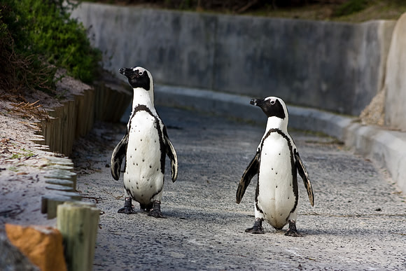 African Penguin March