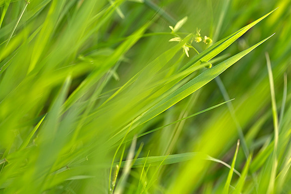 Shallow Blades of Grass