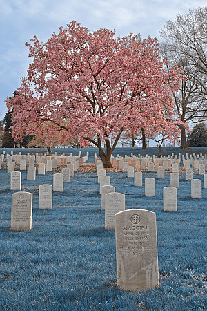 Sapphire Cherry Blossom Cemetery