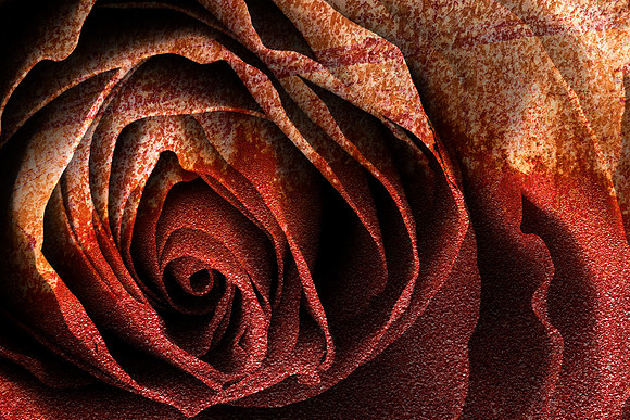 Bleeding Rust Rose