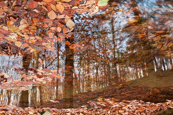 Avalon Fall Reflections