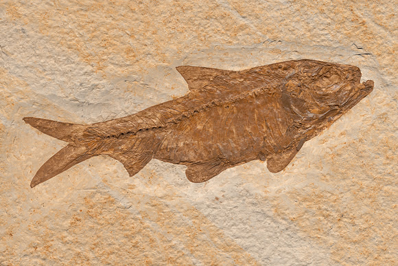 Knightia Herring Fish Fossil