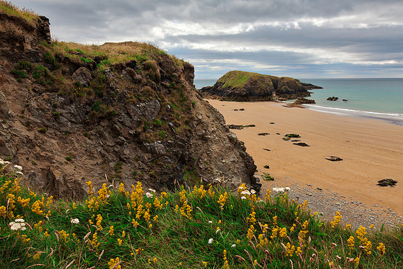 Rugged Irish Wildflower Coast