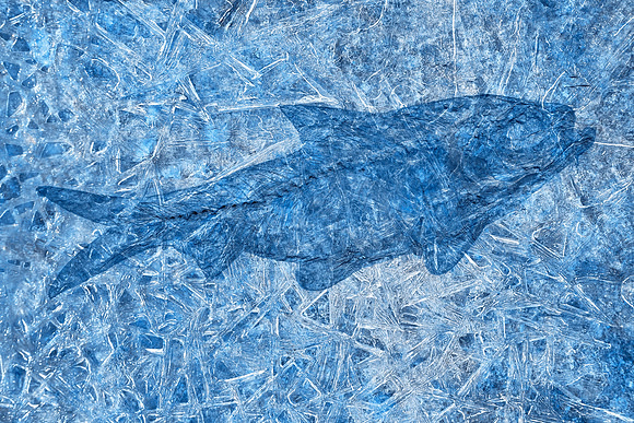 Frozen Fish Fossil