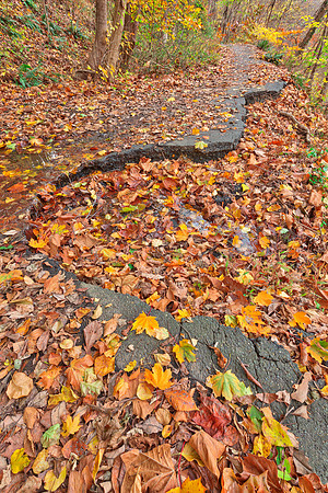 Abandoned Autumn Forest Road
