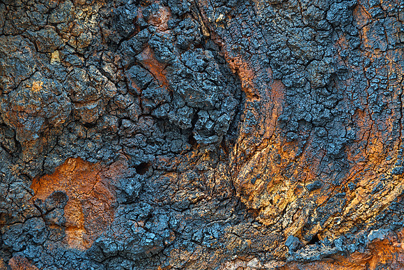 Charred Wood Texture