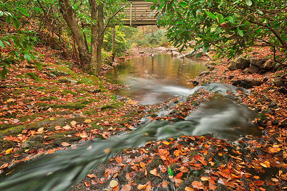 Autumn Hawk Stream