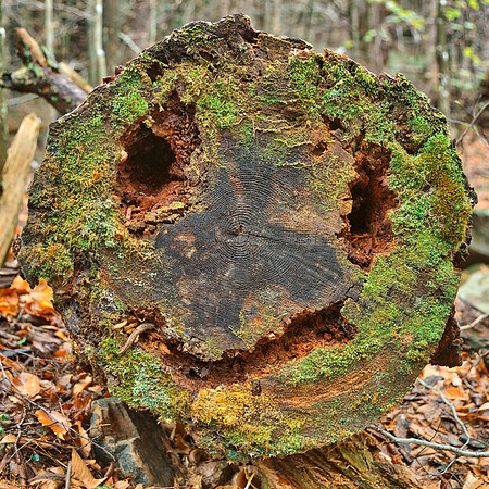 Happy Wood Decay