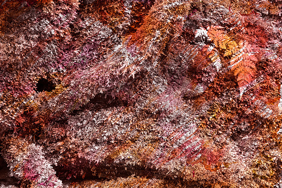Acrylic Moss Hysteria