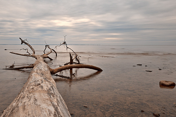 Dead Tree Bay