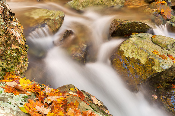 Autumn Rose River Stream