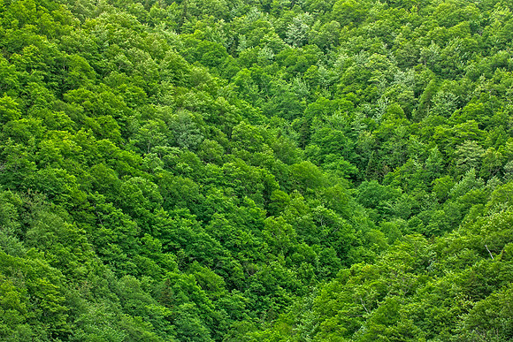 Mountain Forest Foliage