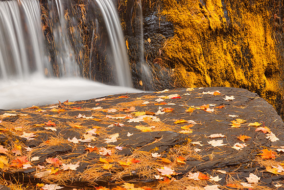 Autumn Moss Factory Falls - Gold Fantasy