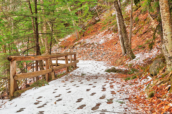 Sabbaday Winter Forest Trail