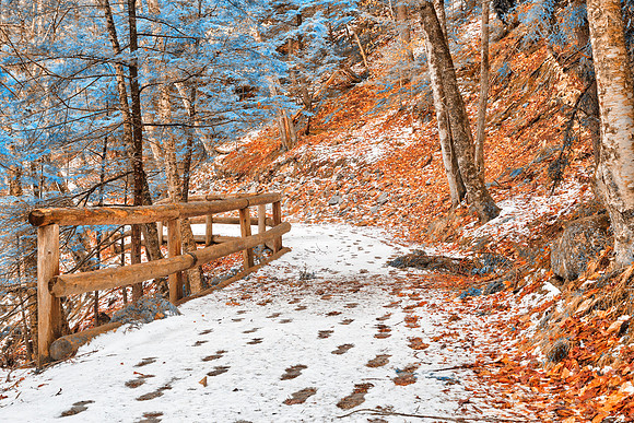 Sabbaday Winter Forest Trail - Amber Sapphire Fantasy