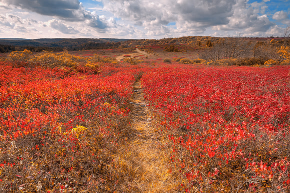 Dolly Sods Huckleberry Trail - Indian Summer